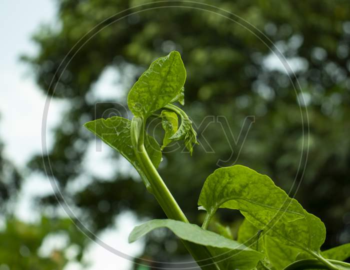 Green Malabar Spinach Or Basella Alba Is An Edible