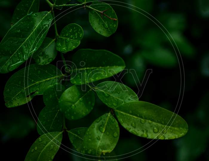 Drops On Round Leaf l Drak Image