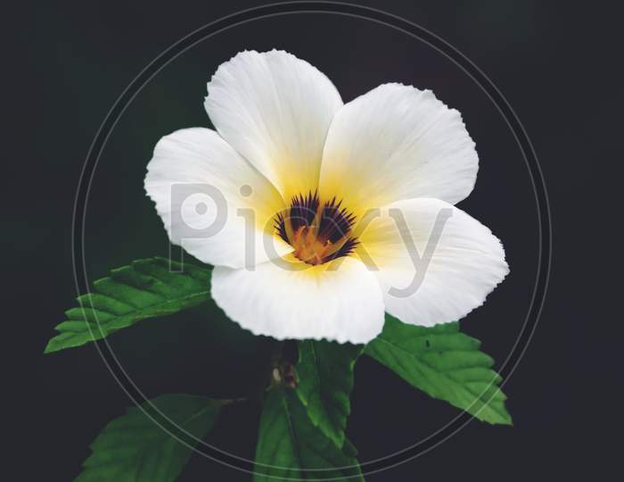 Colorful flower on the view,dark background