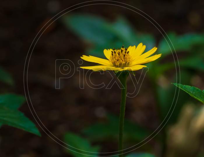 yellow makka flower with dark blur background