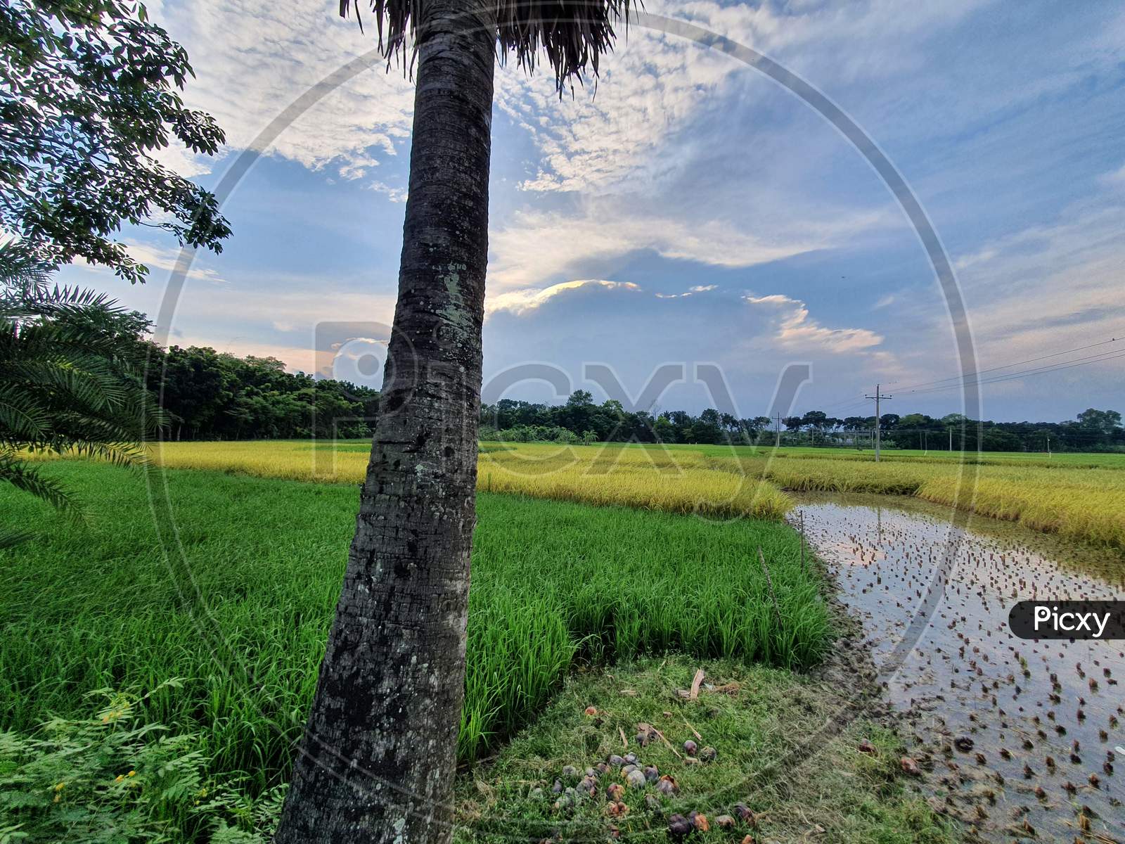 Rice fields, rural natural view of bangladesh. Colorful and natural landscape
