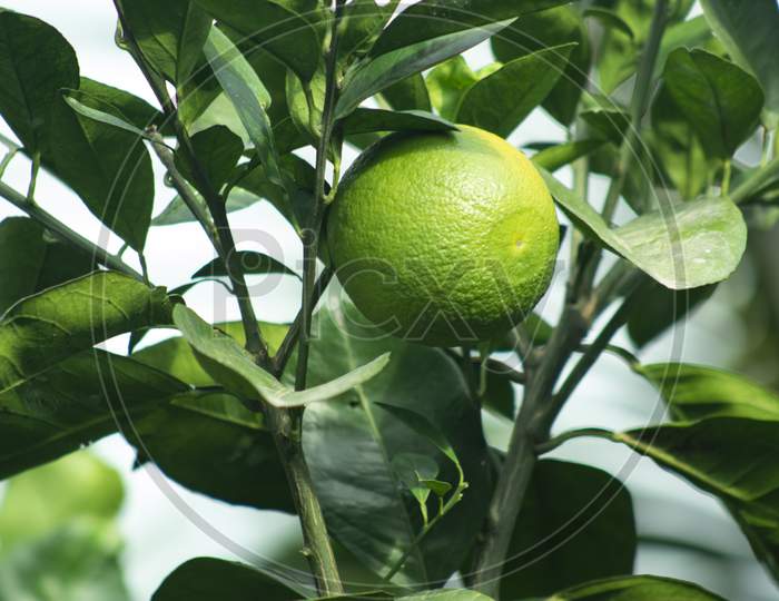 Malta Green Lemon Food It Is Commonly Called As Sangtra