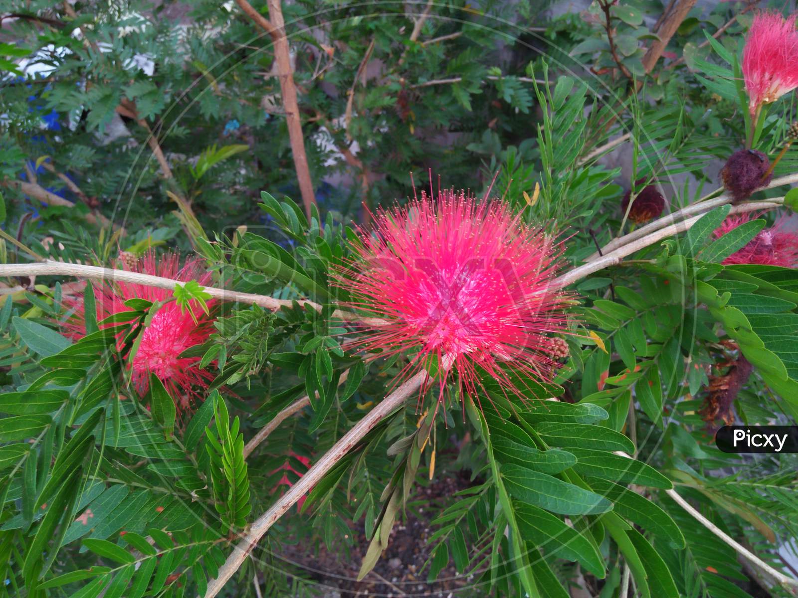 Pink colour flower .