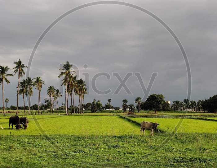 Buffalos grazing in the green agricultural fields
