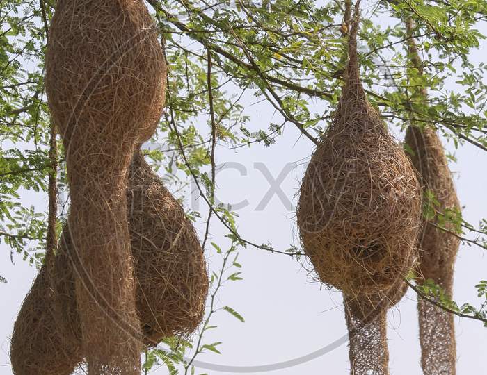 Weaver bird and there nests.