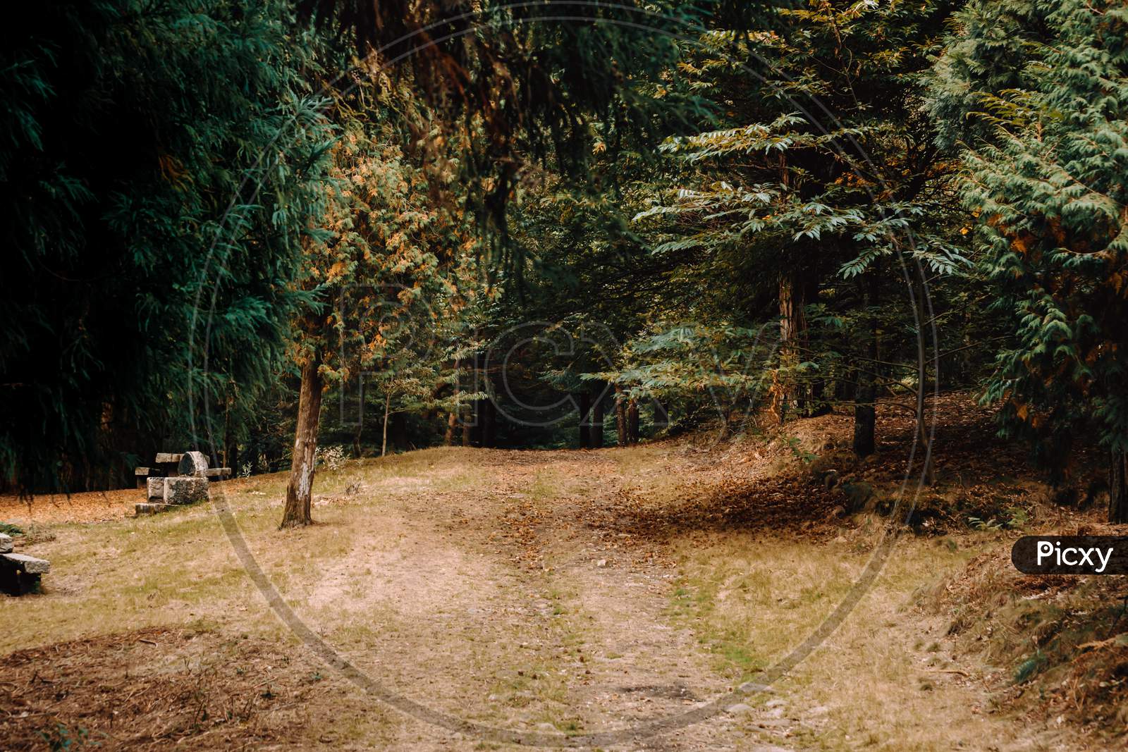 Path Entering In The Forest With A Lot Of Colorful Trees And Leaves On The Floor And Copy Space