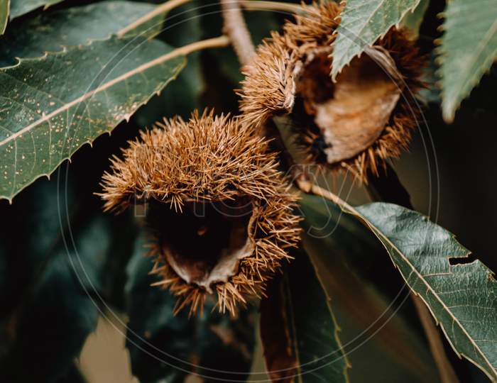Close Up Of A Chestnuts In The Tree With Super Texture And Copy Space