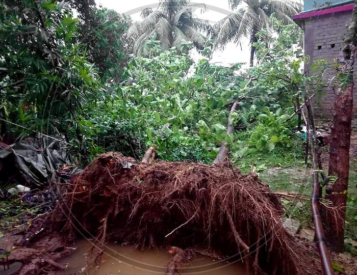 Uprooted trees in flood of Odisha 2020