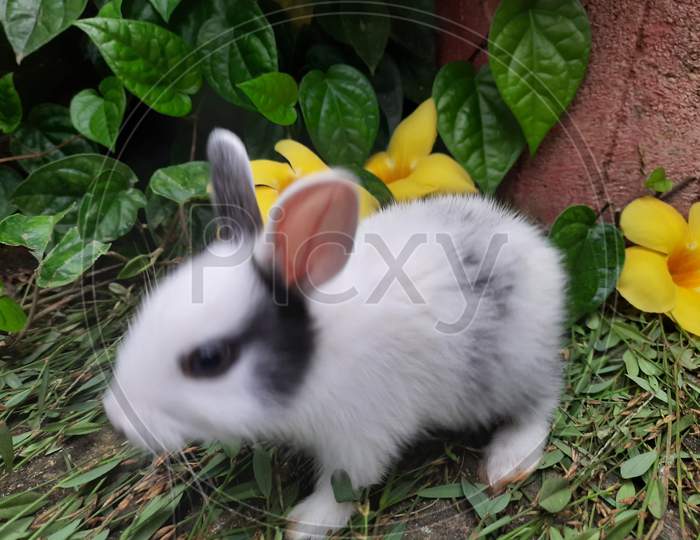 Little rabbit, bunny