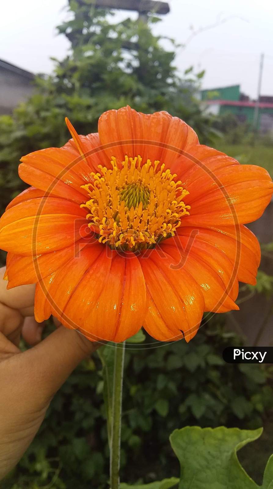 Image of A beautiful flower-TG568780-Picxy