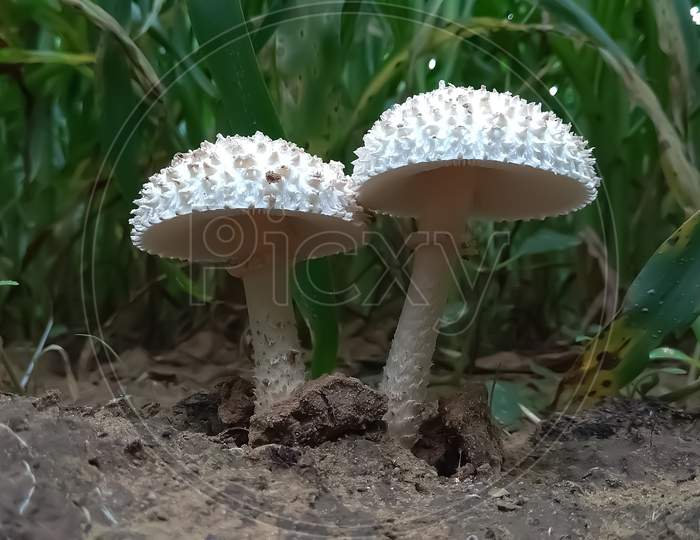 Couple of mushroom