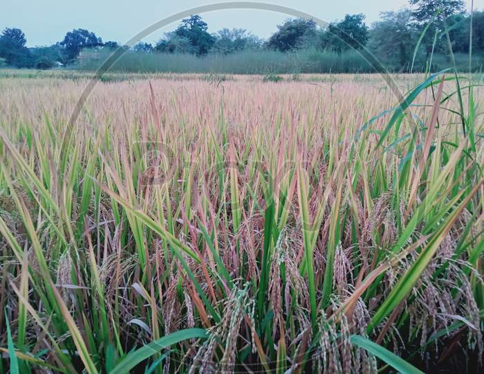 In Village Rice farming
