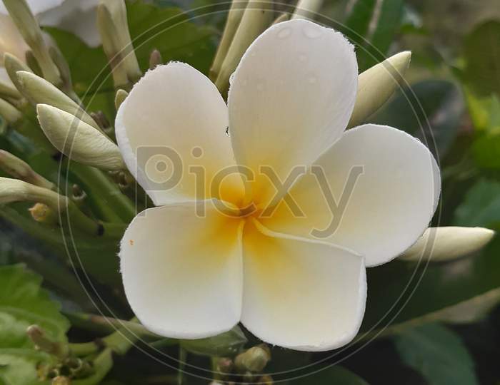 A yellow and white flower