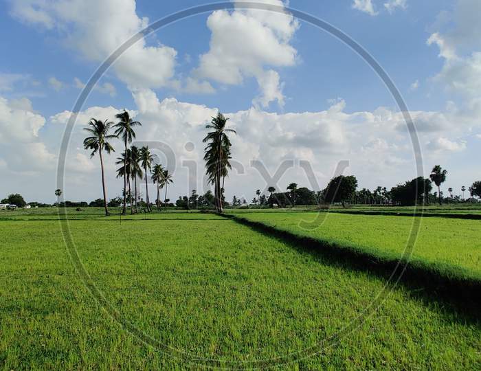 Agricultural fields in the rural area