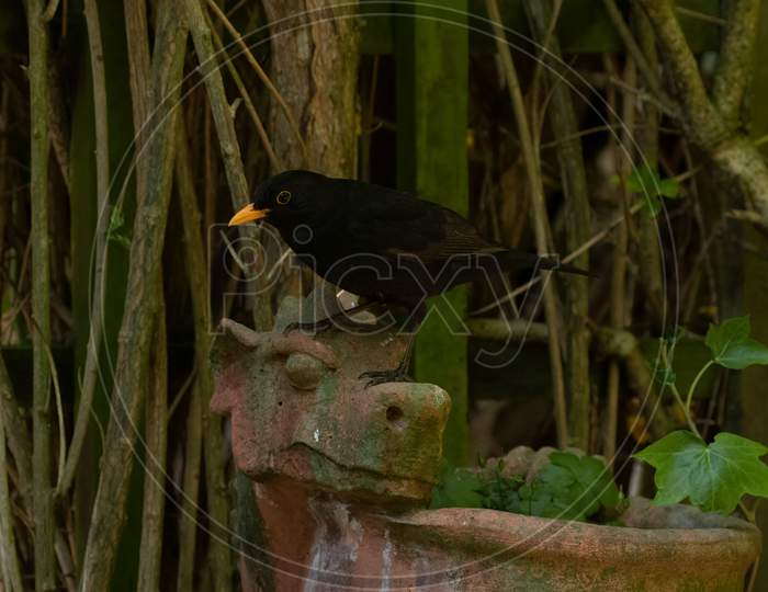 Male Blackbird, Turdus Merula, Perched On Dragon Head Garden Planter