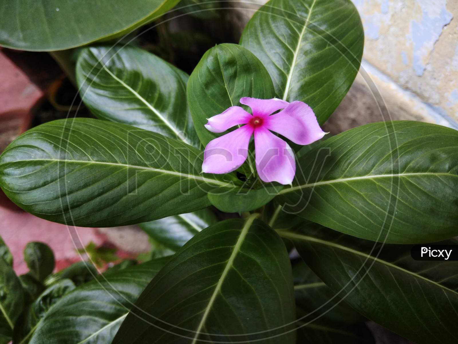 Catharanthus roseus, commonly known as bright eyes, Cape periwinkle, graveyard plant, Madagascar periwinkle, old maid, pink periwinkle, rose periwinkle, is a species of flowering plant