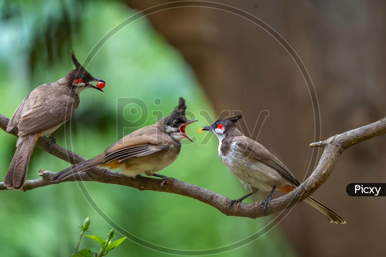 Red whiskered bulbul parents feeding the chick