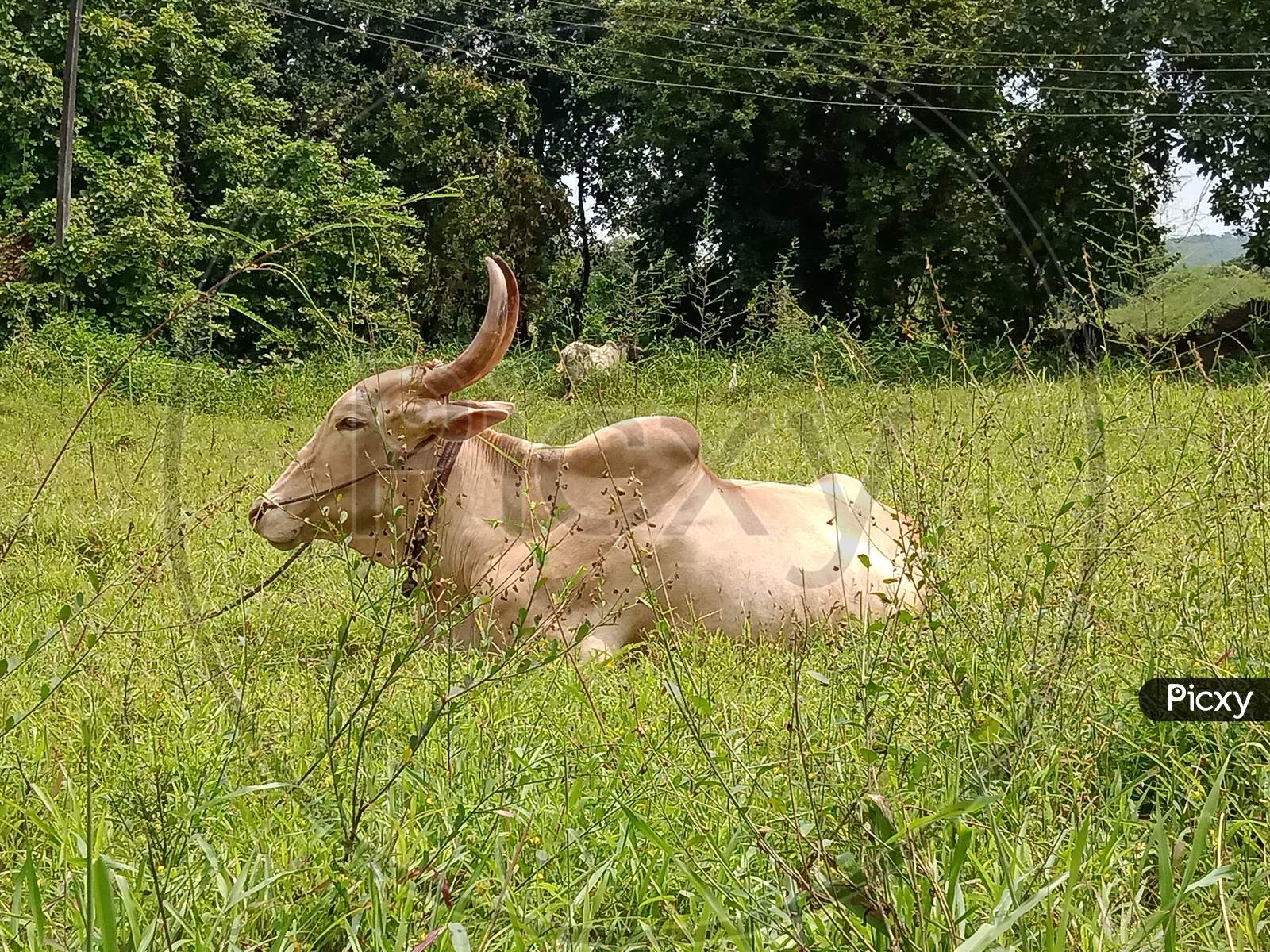 Indian Bull