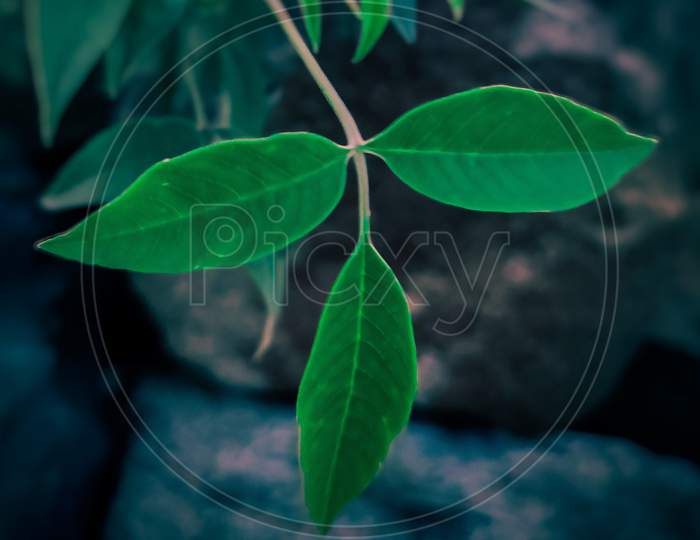 Leaves, nature photography