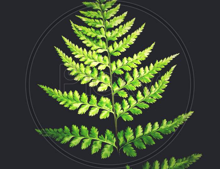 Green leaves isolated on dark background
