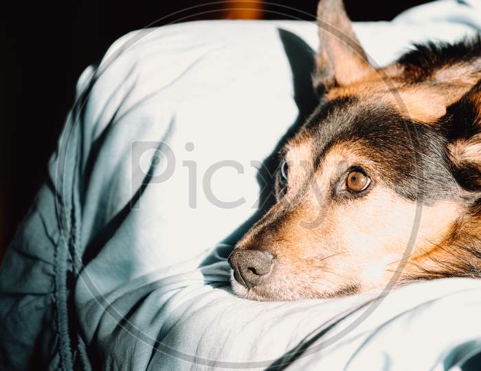 Head Of A Cute Dog Looking Surprised While Resting In A Sofa While A Bright Day