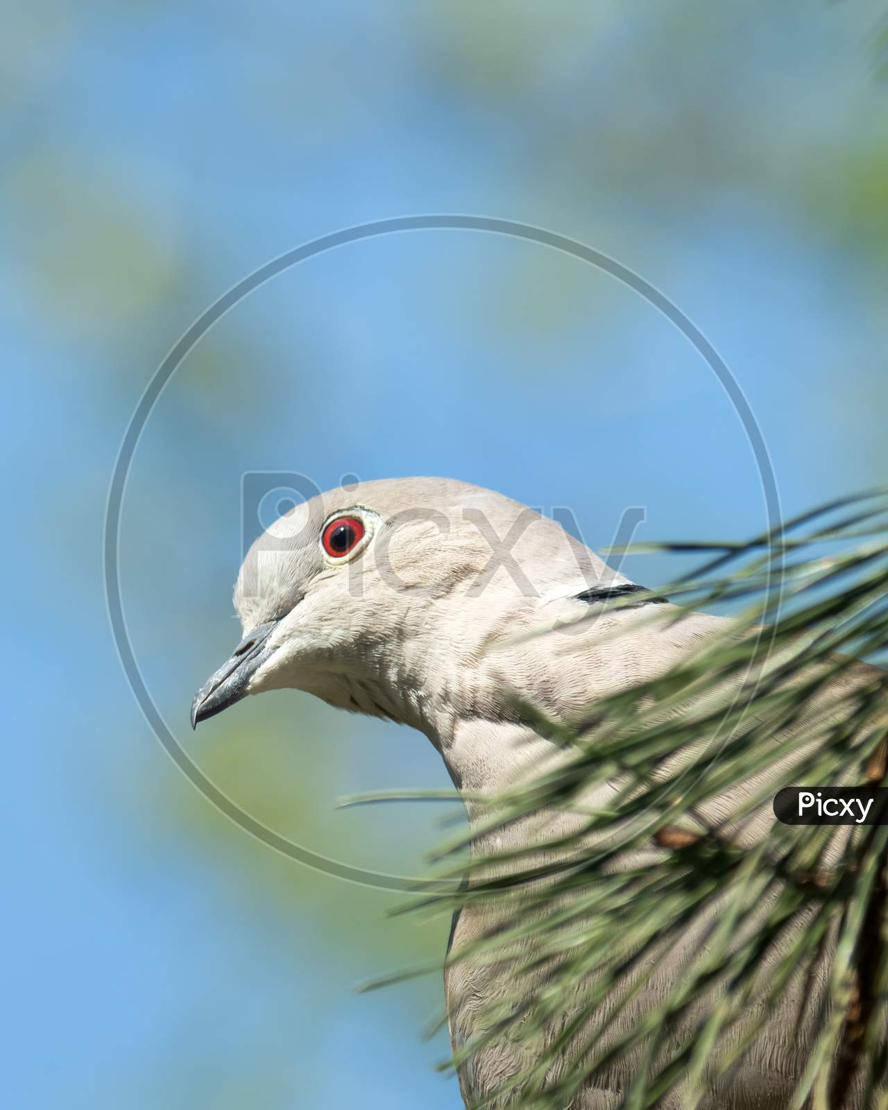 Head Shot Collared Dove, Streptopelia Decaocto, In Fir Tree From Below