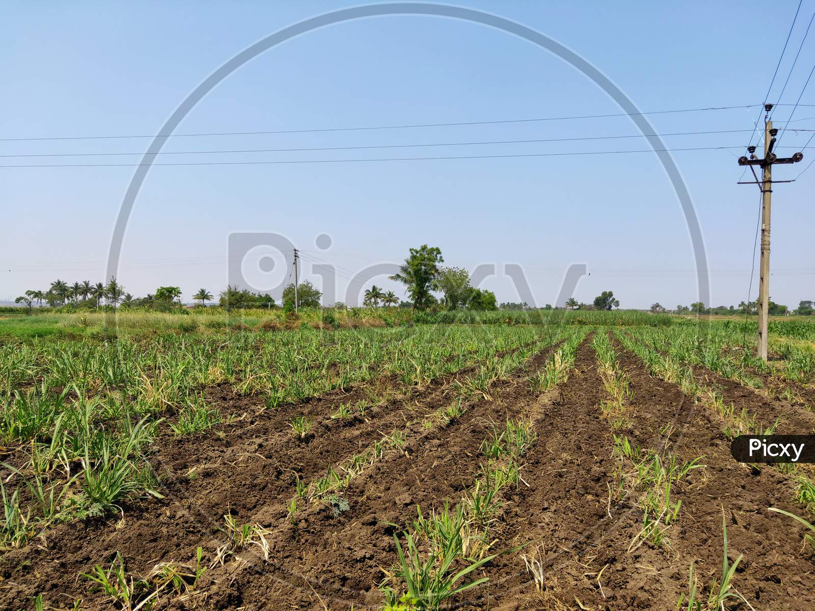 Sugarcane Field With A Electricity Pole And Blue Sky