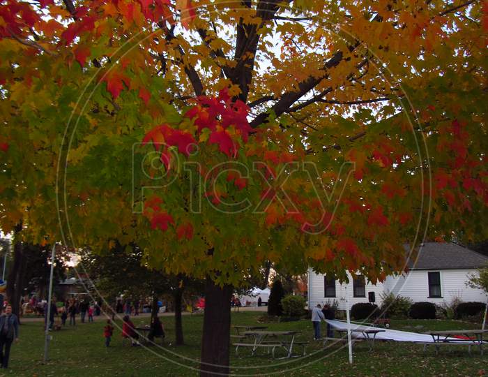 Maple tree of fall season