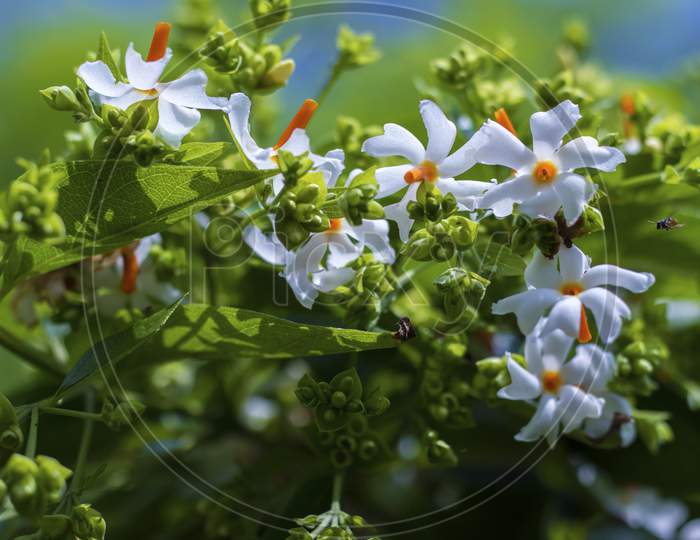 selective focus of Night-flowering jasmine,Indian name is sheuli flower.
