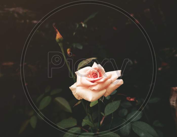 Rose Photography (Moody)