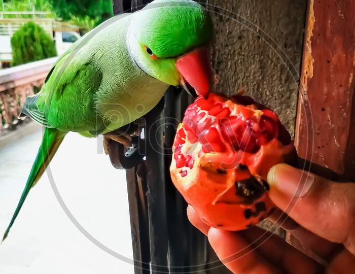 The parrot bird sitting on the door and eating pomegranate.