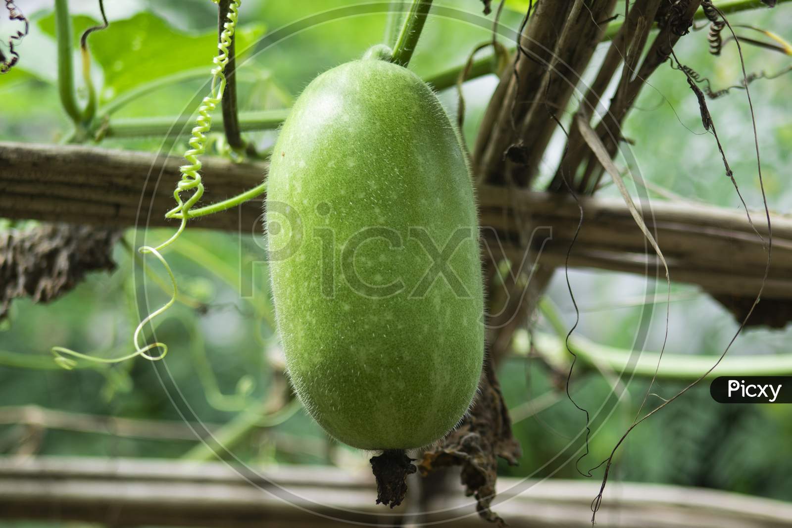 Winter Melon - Ash Gourd Plant