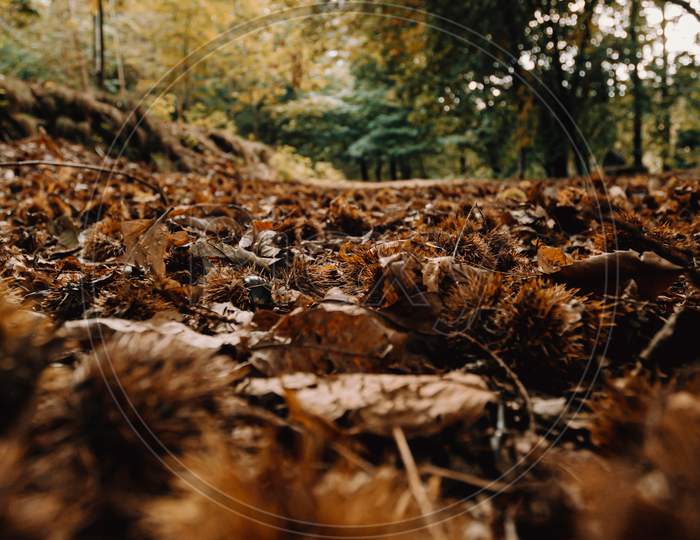 Landscape Of The Floor Of The Forest Filled With Chestnuts During The Autumn With A Lot Of Trees And Fallen Leaves