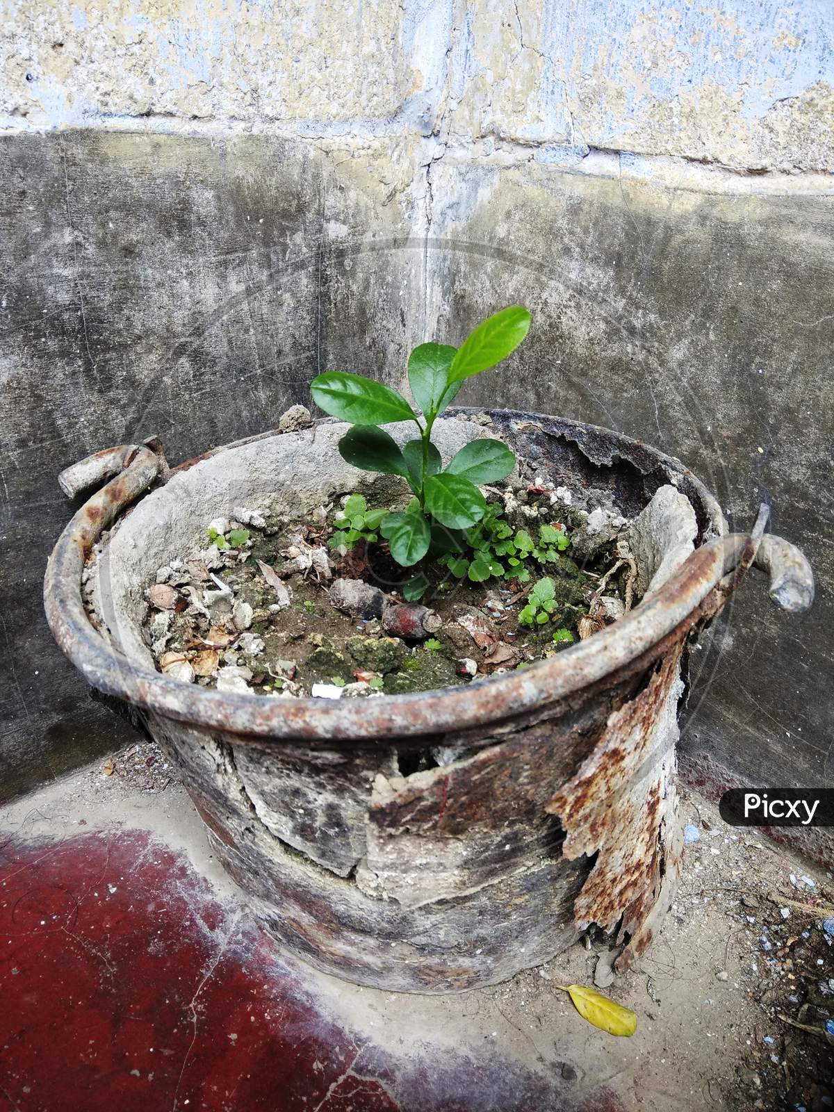 Growing lemon plant in a old rusty bucket