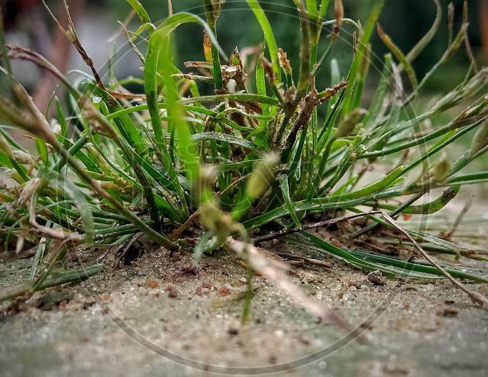 Grass, macro