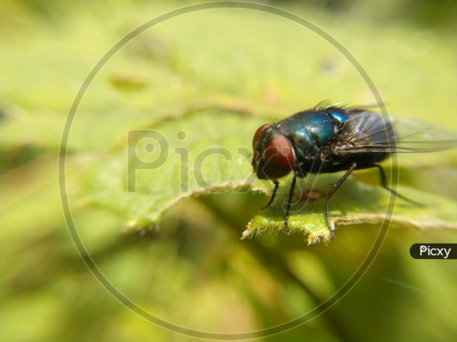 Pest fly