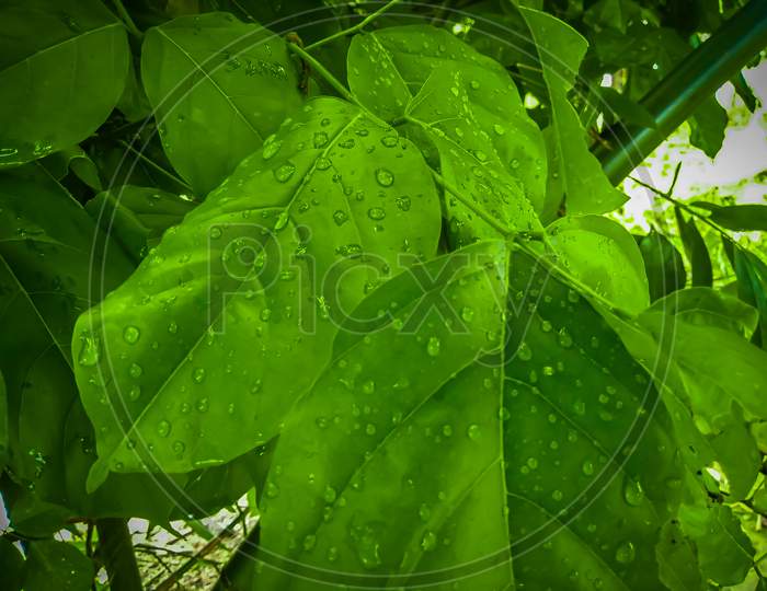 Watering leaf