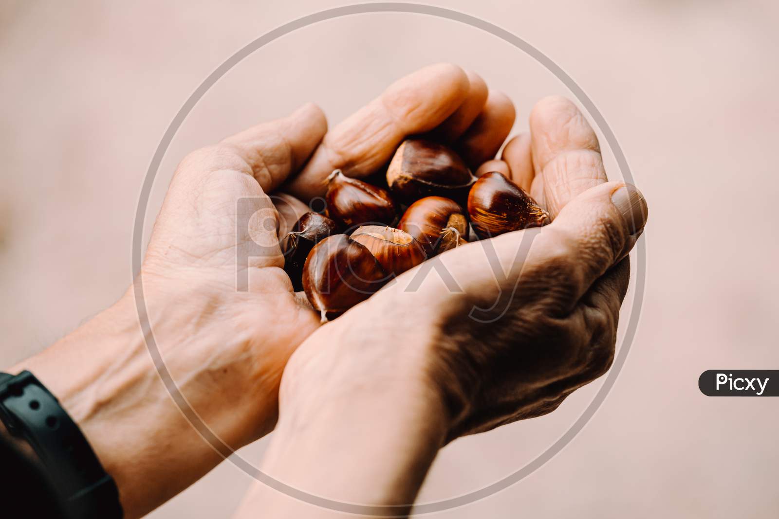 Close Up Of Two Old Hands Grabbing And Offering A Lot Of Chestnuts With Copy Space