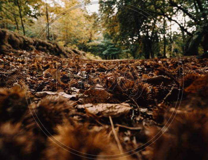 Landscape Of The Floor Of The Forest Filled With Chestnuts During The Autumn With A Lot Of Trees And Fallen Leaves
