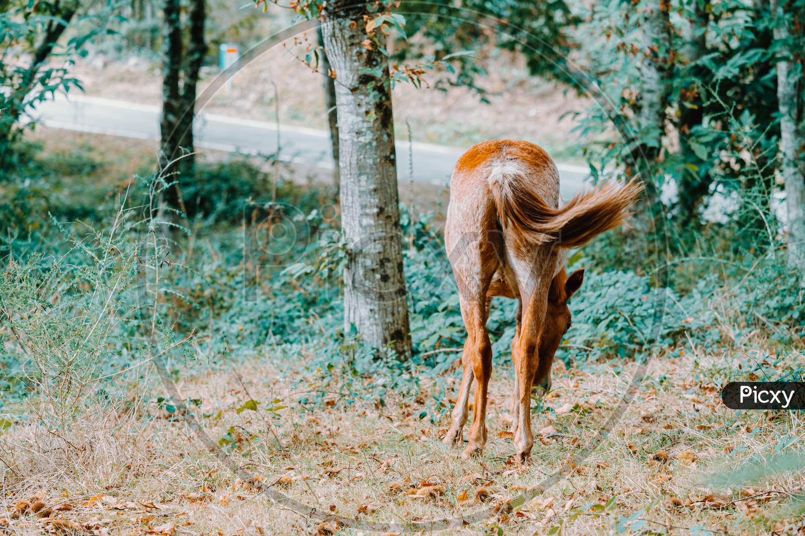 Background With A Horse Giving His Back With Copy Space In The Forest During Autumn