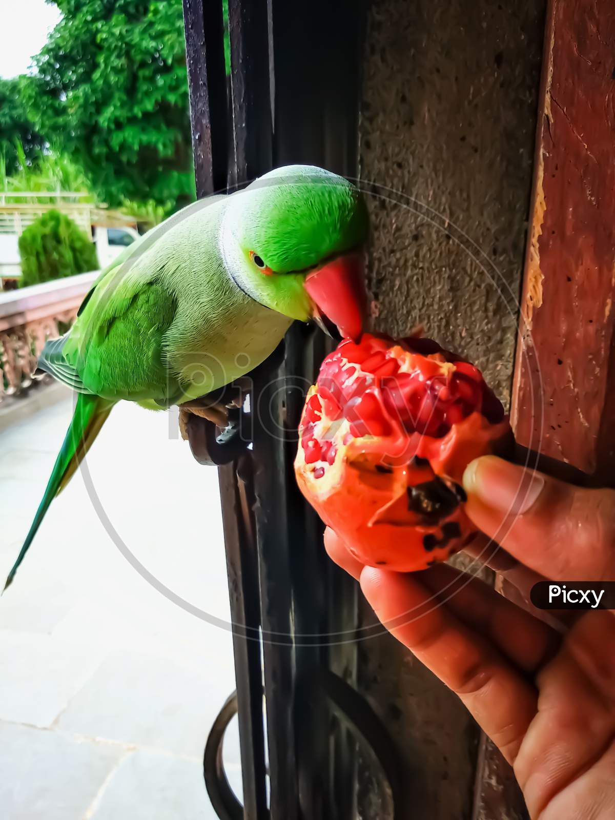 The parrot bird sitting on the door and eating pomegranate.