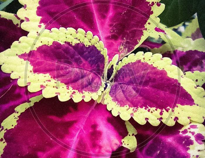 Purple leaf