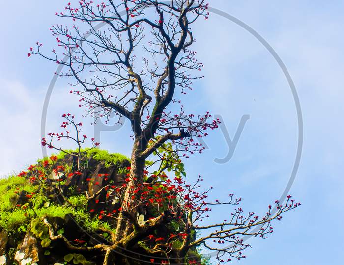 Leafless tree with flowers