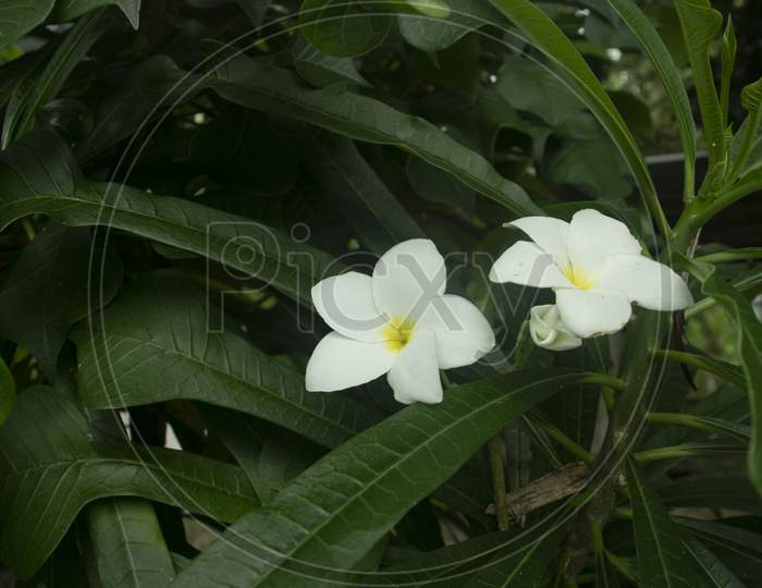 Frangipani Or Plumeria Is A Genus Of Flowering Plants