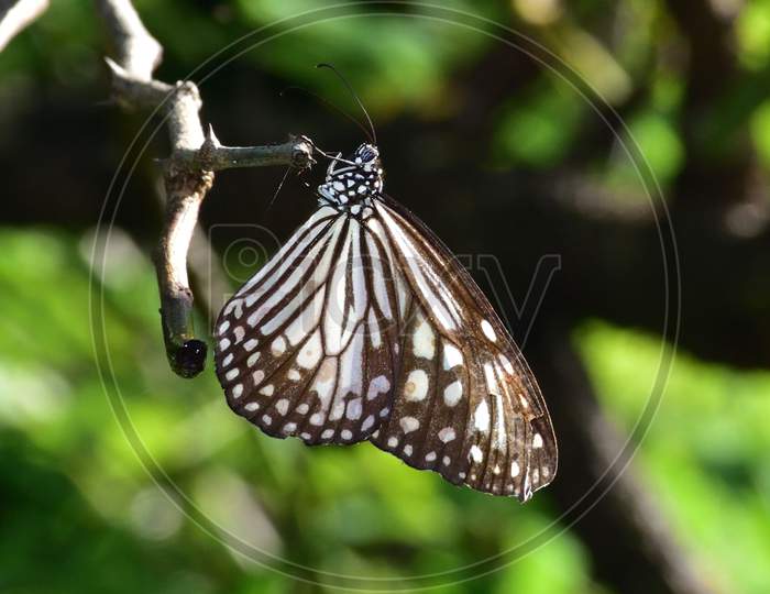 Glassy Blue Tiger, Butterfly Photo, Macro Photo