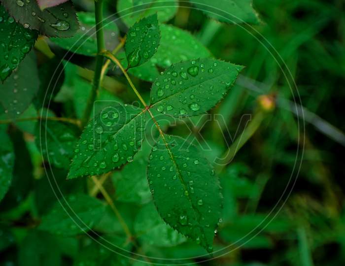 Jungle wet Green Leaf.