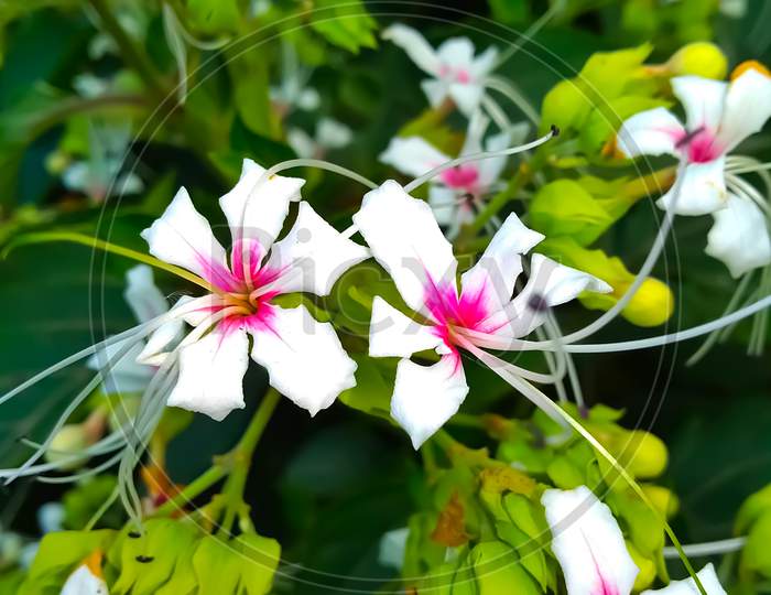 Beautiful White and Pink Garden Flowers