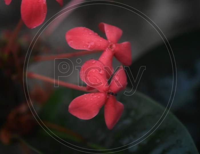 A red coloured flower