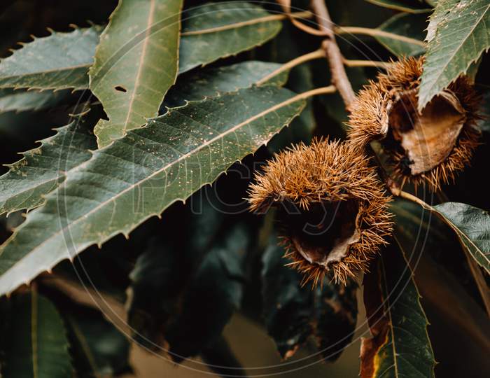Close Up Of A Chestnuts In The Tree With Super Texture And Copy Space