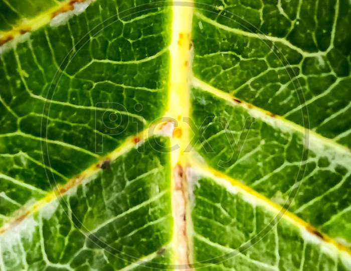 The green leaf veins